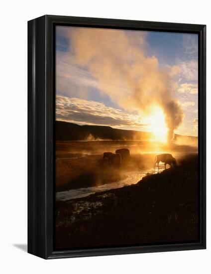 Bison Silhouetted at Sunrise as Old Faithful Erupts, Yellowstone National Park, Wyoming, USA-Adam Jones-Framed Premier Image Canvas