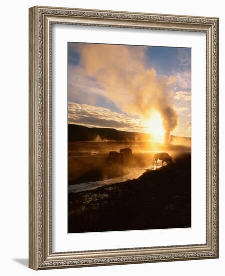 Bison Silhouetted at Sunrise as Old Faithful Erupts, Yellowstone National Park, Wyoming, USA-Adam Jones-Framed Photographic Print