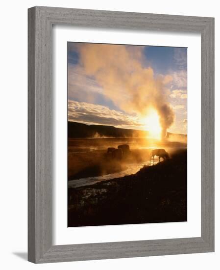 Bison Silhouetted at Sunrise as Old Faithful Erupts, Yellowstone National Park, Wyoming, USA-Adam Jones-Framed Photographic Print