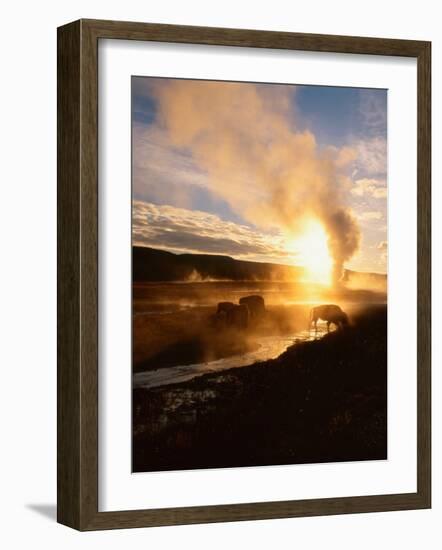 Bison Silhouetted at Sunrise as Old Faithful Erupts, Yellowstone National Park, Wyoming, USA-Adam Jones-Framed Photographic Print