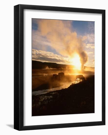 Bison Silhouetted at Sunrise as Old Faithful Erupts, Yellowstone National Park, Wyoming, USA-Adam Jones-Framed Photographic Print