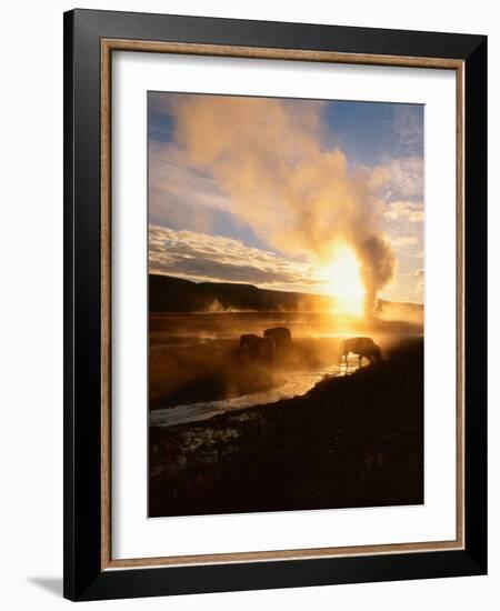 Bison Silhouetted at Sunrise as Old Faithful Erupts, Yellowstone National Park, Wyoming, USA-Adam Jones-Framed Photographic Print