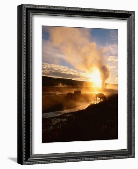 Bison Silhouetted at Sunrise as Old Faithful Erupts, Yellowstone National Park, Wyoming, USA-Adam Jones-Framed Photographic Print