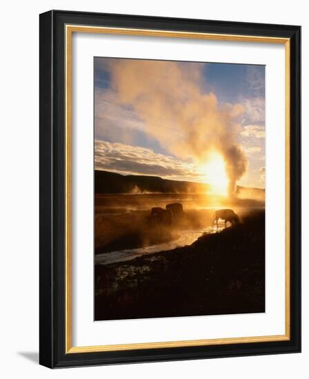 Bison Silhouetted at Sunrise as Old Faithful Erupts, Yellowstone National Park, Wyoming, USA-Adam Jones-Framed Photographic Print