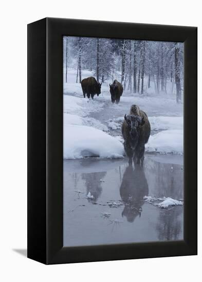 Bison Standing along a Stream in Winter-W. Perry Conway-Framed Premier Image Canvas