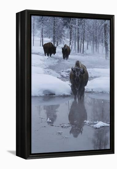 Bison Standing along a Stream in Winter-W. Perry Conway-Framed Premier Image Canvas