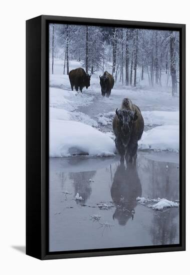 Bison Standing along a Stream in Winter-W. Perry Conway-Framed Premier Image Canvas