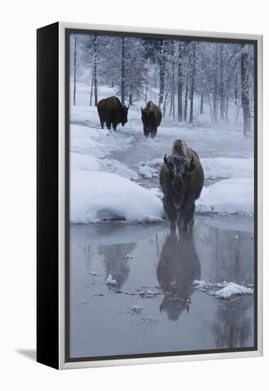 Bison Standing along a Stream in Winter-W. Perry Conway-Framed Premier Image Canvas