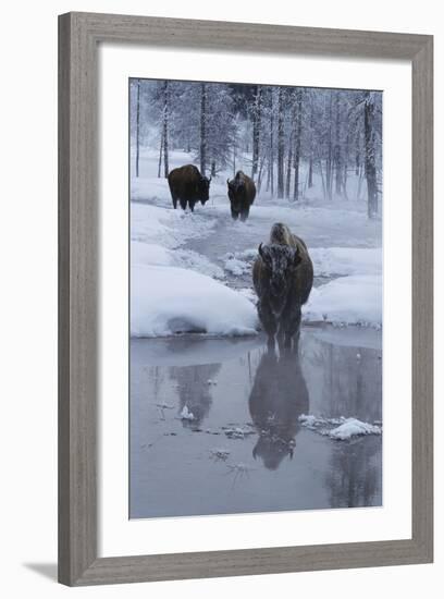 Bison Standing along a Stream in Winter-W. Perry Conway-Framed Photographic Print