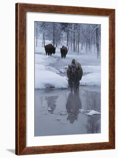 Bison Standing along a Stream in Winter-W. Perry Conway-Framed Photographic Print