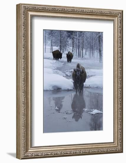 Bison Standing along a Stream in Winter-W. Perry Conway-Framed Photographic Print