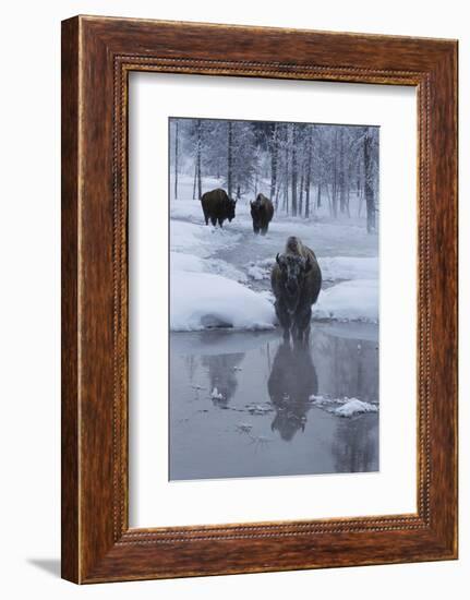 Bison Standing along a Stream in Winter-W. Perry Conway-Framed Photographic Print