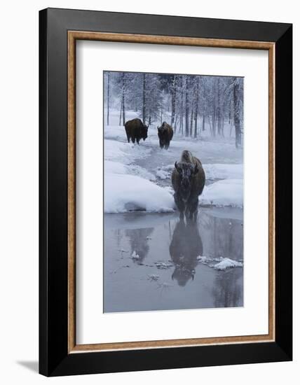 Bison Standing along a Stream in Winter-W. Perry Conway-Framed Photographic Print