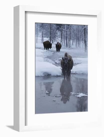 Bison Standing along a Stream in Winter-W. Perry Conway-Framed Photographic Print