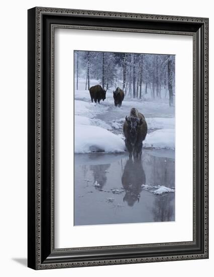 Bison Standing along a Stream in Winter-W. Perry Conway-Framed Photographic Print