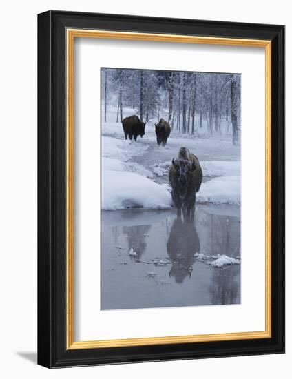 Bison Standing along a Stream in Winter-W. Perry Conway-Framed Photographic Print