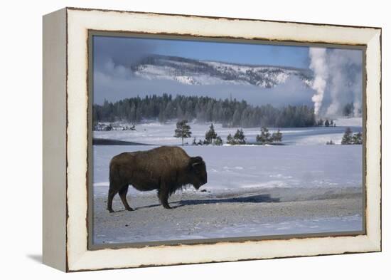 Bison Standing near Geysers in Winter-W^ Perry Conway-Framed Premier Image Canvas