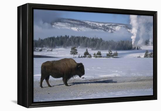 Bison Standing near Geysers in Winter-W^ Perry Conway-Framed Premier Image Canvas