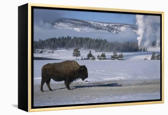 Bison Standing near Geysers in Winter-W^ Perry Conway-Framed Premier Image Canvas