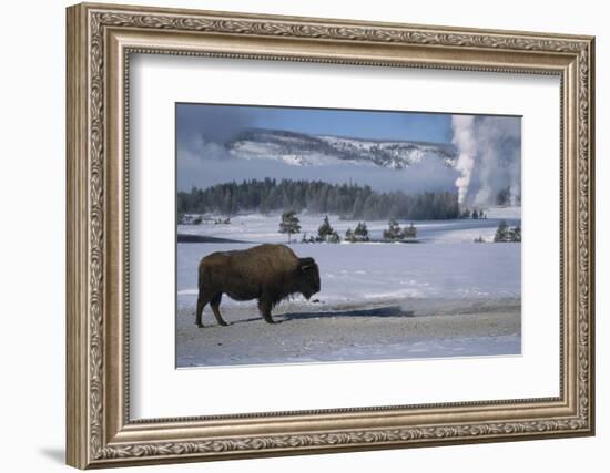 Bison Standing near Geysers in Winter-W^ Perry Conway-Framed Photographic Print