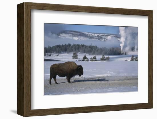 Bison Standing near Geysers in Winter-W^ Perry Conway-Framed Photographic Print