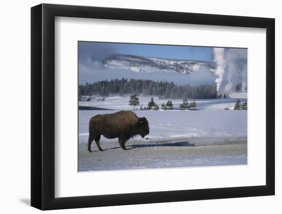 Bison Standing near Geysers in Winter-W^ Perry Conway-Framed Photographic Print