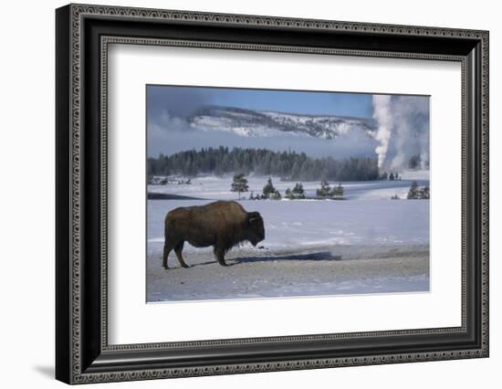 Bison Standing near Geysers in Winter-W^ Perry Conway-Framed Photographic Print