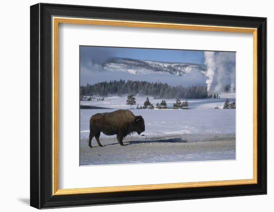 Bison Standing near Geysers in Winter-W^ Perry Conway-Framed Photographic Print