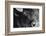 Bison Stare BW-Nathan Larson-Framed Photographic Print