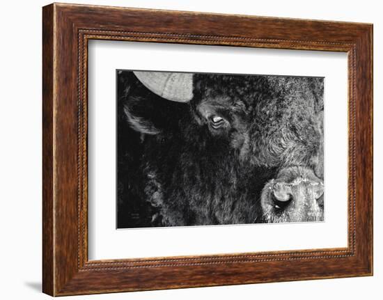 Bison Stare BW-Nathan Larson-Framed Photographic Print