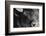 Bison Stare BW-Nathan Larson-Framed Photographic Print