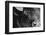 Bison Stare BW-Nathan Larson-Framed Photographic Print