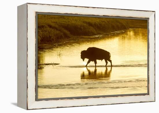 Bison Wildlife Crossing Little Missouri River, Theodore Roosevelt National Park, North Dakota, USA-Chuck Haney-Framed Premier Image Canvas