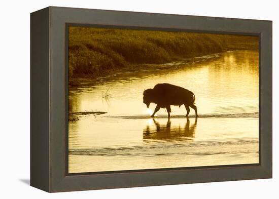 Bison Wildlife Crossing Little Missouri River, Theodore Roosevelt National Park, North Dakota, USA-Chuck Haney-Framed Premier Image Canvas