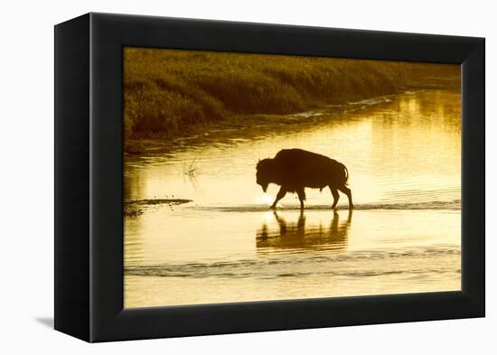 Bison Wildlife Crossing Little Missouri River, Theodore Roosevelt National Park, North Dakota, USA-Chuck Haney-Framed Premier Image Canvas