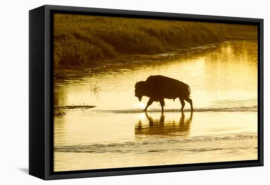 Bison Wildlife Crossing Little Missouri River, Theodore Roosevelt National Park, North Dakota, USA-Chuck Haney-Framed Premier Image Canvas