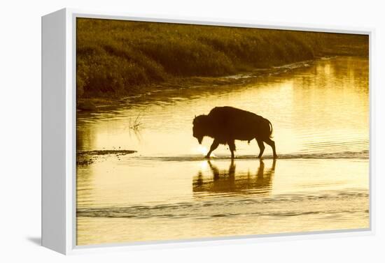 Bison Wildlife Crossing Little Missouri River, Theodore Roosevelt National Park, North Dakota, USA-Chuck Haney-Framed Premier Image Canvas