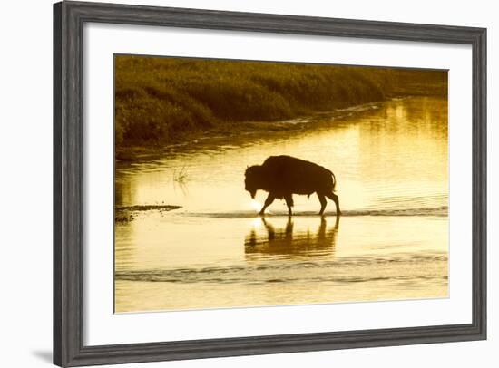 Bison Wildlife Crossing Little Missouri River, Theodore Roosevelt National Park, North Dakota, USA-Chuck Haney-Framed Photographic Print