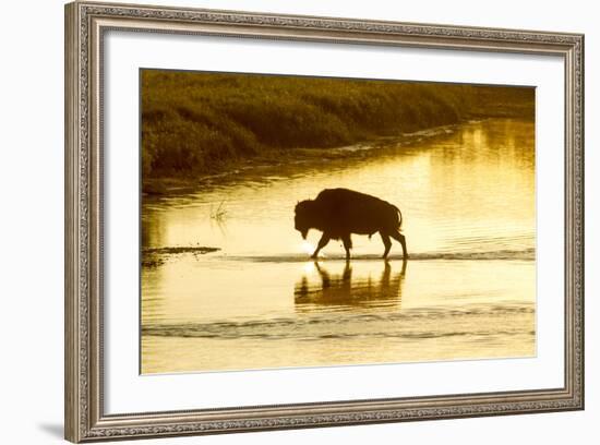 Bison Wildlife Crossing Little Missouri River, Theodore Roosevelt National Park, North Dakota, USA-Chuck Haney-Framed Photographic Print