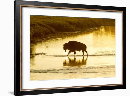 Bison Wildlife Crossing Little Missouri River, Theodore Roosevelt National Park, North Dakota, USA-Chuck Haney-Framed Photographic Print