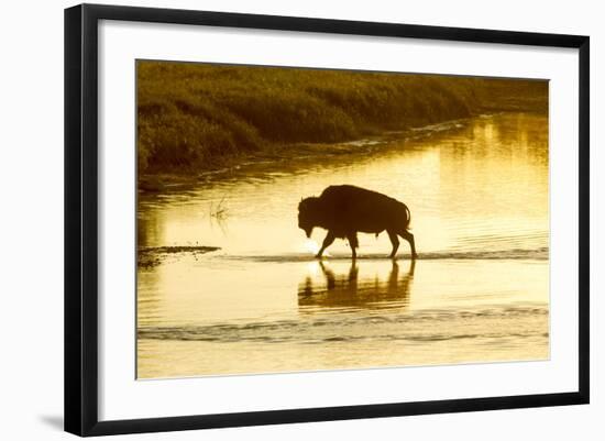 Bison Wildlife Crossing Little Missouri River, Theodore Roosevelt National Park, North Dakota, USA-Chuck Haney-Framed Photographic Print