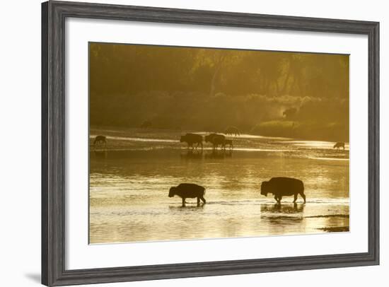 Bison Wildlife Crossing Little Missouri River, Theodore Roosevelt National Park, North Dakota, USA-Chuck Haney-Framed Photographic Print