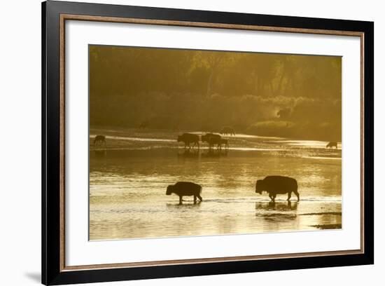 Bison Wildlife Crossing Little Missouri River, Theodore Roosevelt National Park, North Dakota, USA-Chuck Haney-Framed Photographic Print