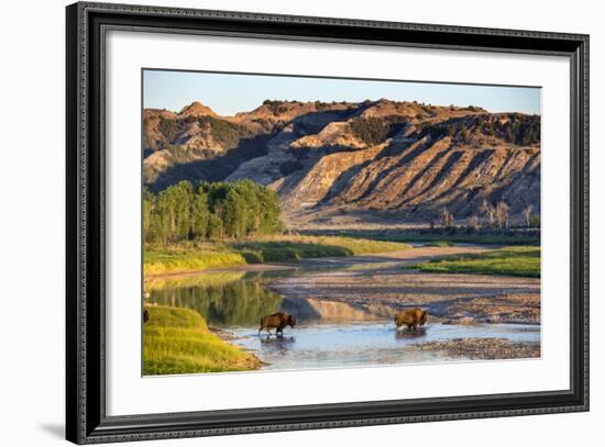 Bison Wildlife Crossing Little Missouri River, Theodore Roosevelt National Park, North Dakota, USA-Chuck Haney-Framed Photographic Print