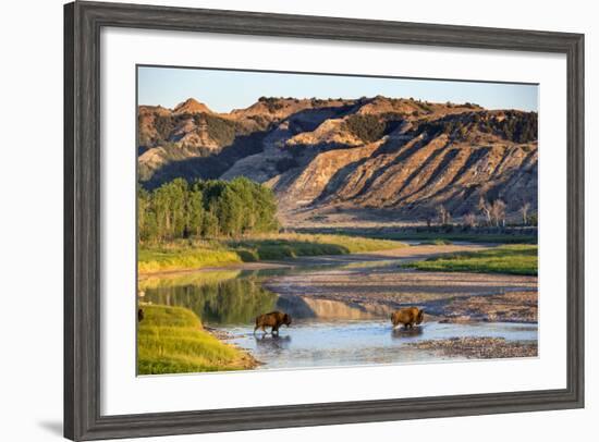 Bison Wildlife Crossing Little Missouri River, Theodore Roosevelt National Park, North Dakota, USA-Chuck Haney-Framed Photographic Print