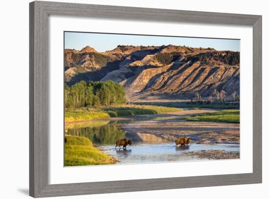 Bison Wildlife Crossing Little Missouri River, Theodore Roosevelt National Park, North Dakota, USA-Chuck Haney-Framed Photographic Print