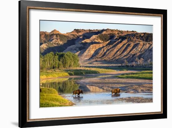 Bison Wildlife Crossing Little Missouri River, Theodore Roosevelt National Park, North Dakota, USA-Chuck Haney-Framed Photographic Print