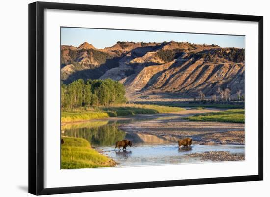 Bison Wildlife Crossing Little Missouri River, Theodore Roosevelt National Park, North Dakota, USA-Chuck Haney-Framed Photographic Print