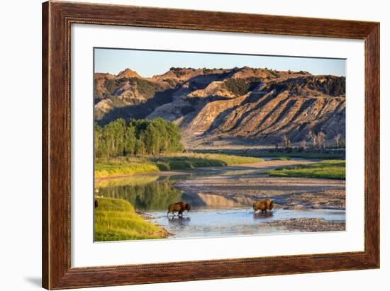 Bison Wildlife Crossing Little Missouri River, Theodore Roosevelt National Park, North Dakota, USA-Chuck Haney-Framed Photographic Print