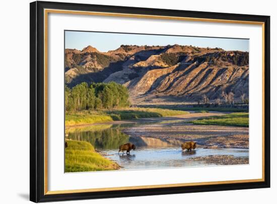 Bison Wildlife Crossing Little Missouri River, Theodore Roosevelt National Park, North Dakota, USA-Chuck Haney-Framed Photographic Print